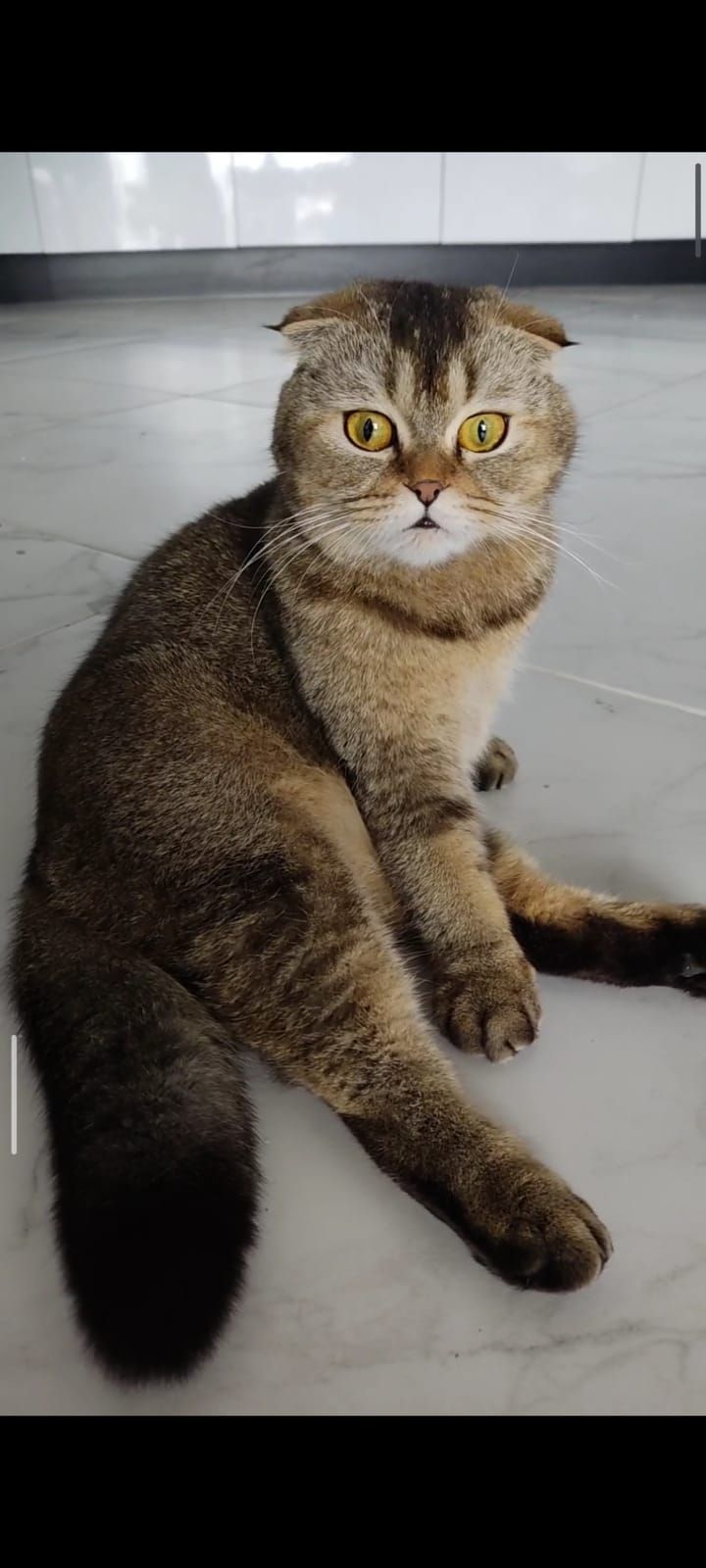Кошенята Шотланської породи