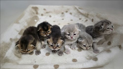 Кошенята Шотланської породи