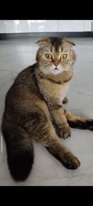 Кошенята Шотланської породи