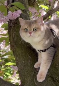 Кошенята Шотланської породи
