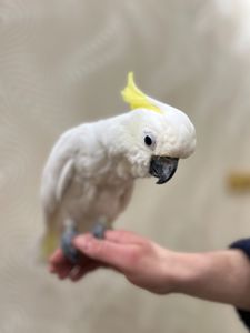 Какаду Жовтохохлий