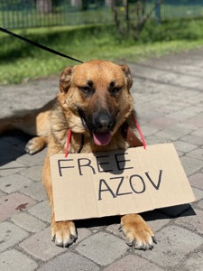 Метис вівчарки шукає родину