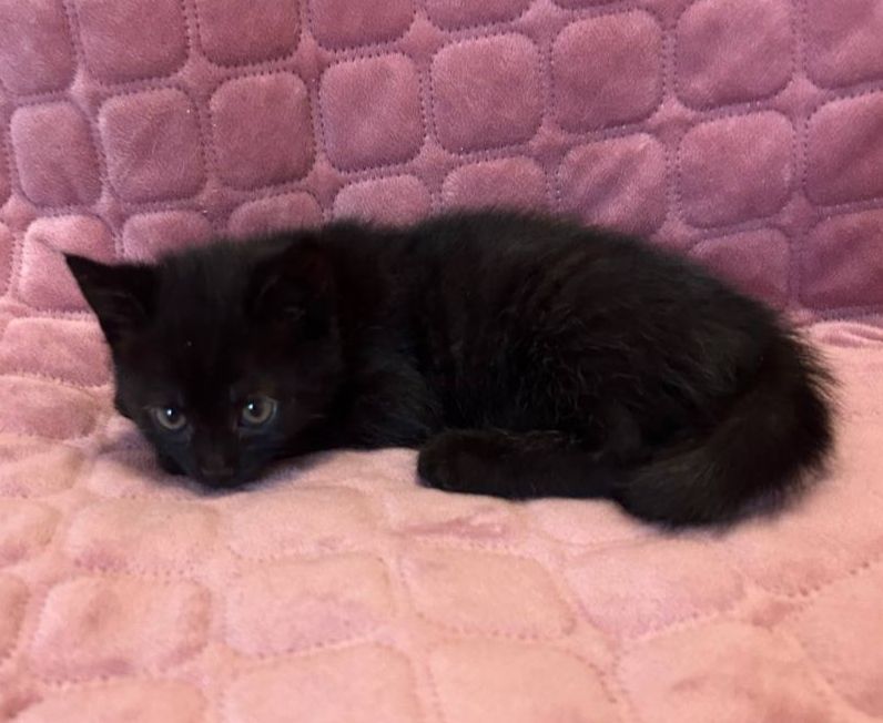 Кошеня, 2 місяці