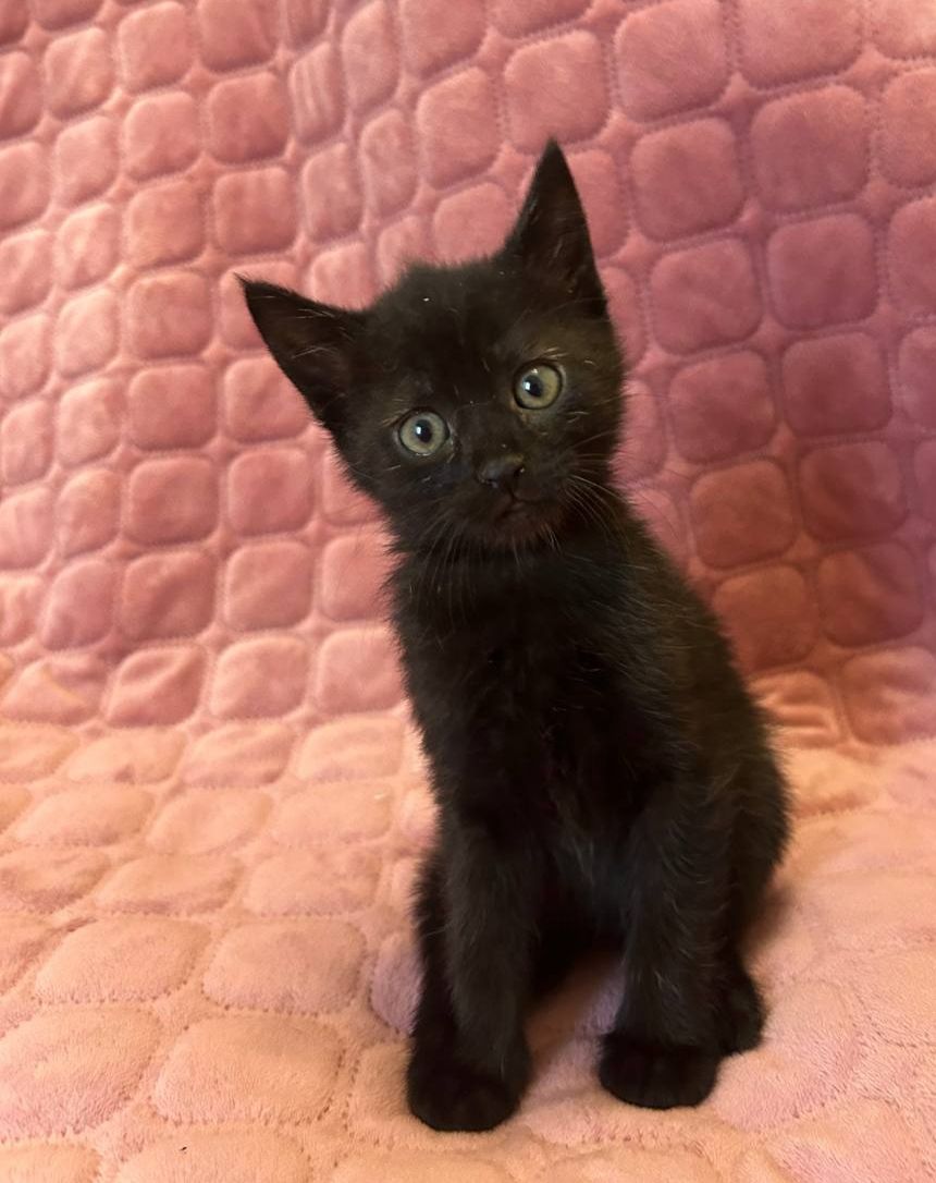 Кошеня, 2 місяці