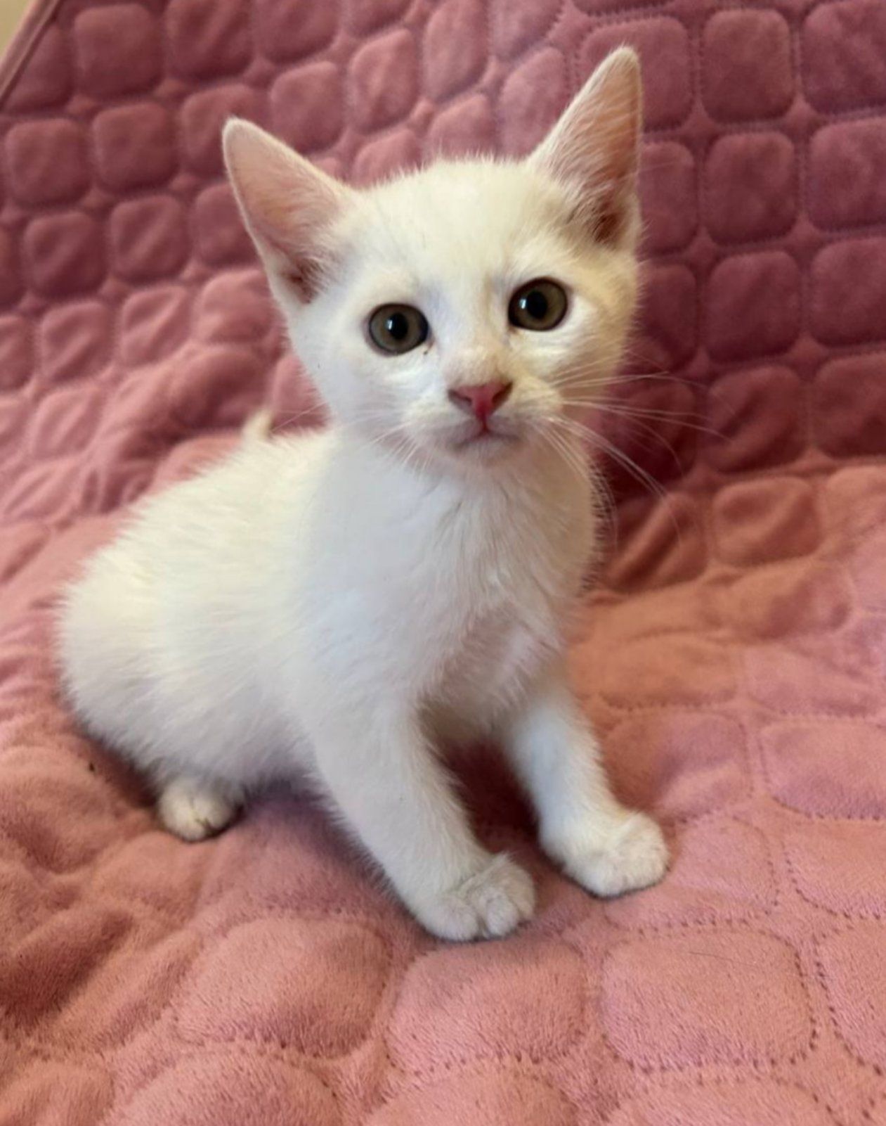 Кошеня, 2 місяці