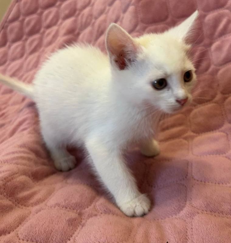 Кошеня, 2 місяці