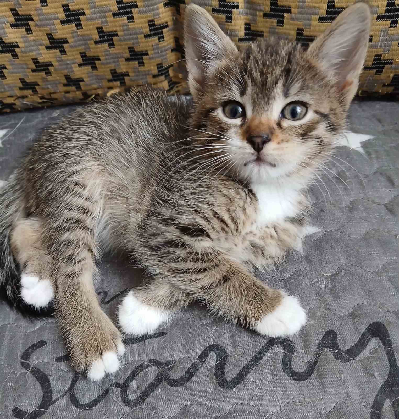 Кошеня дівчинка, 1,5 місяці