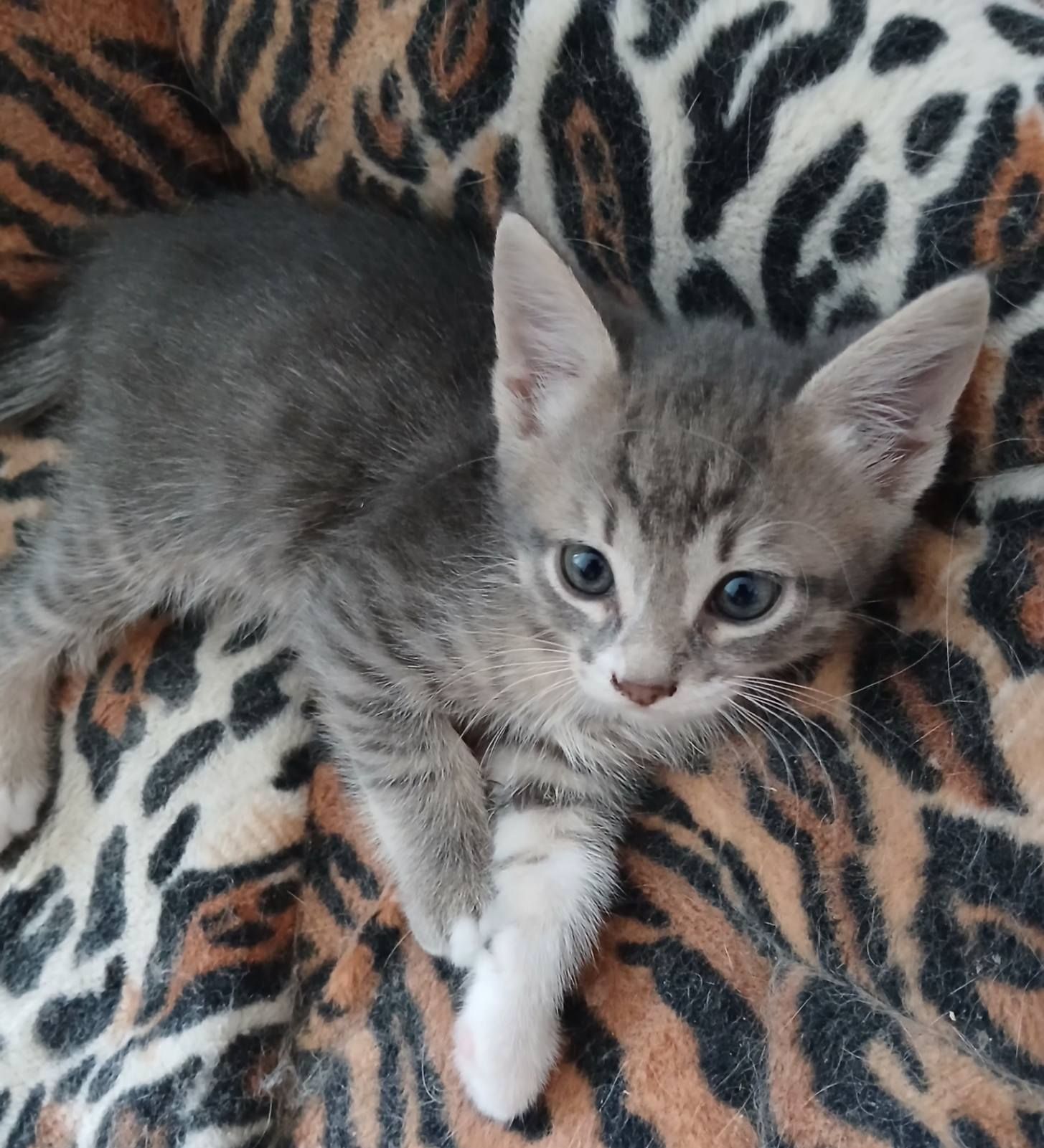 Кошеня хлопчик, 1,5 місяці