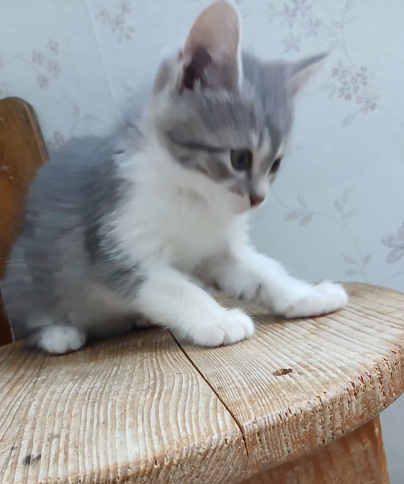 Кошеня дівчинка, 1,5 місяці