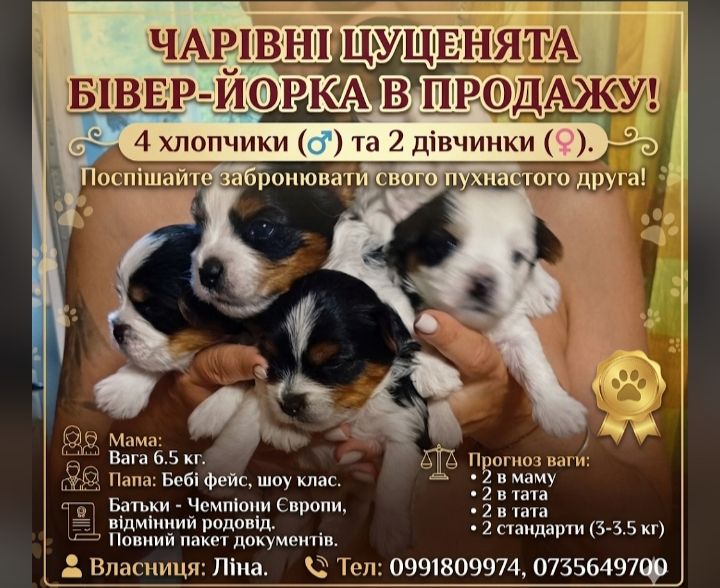 Предлагаются породистые малыши с отличной родословной