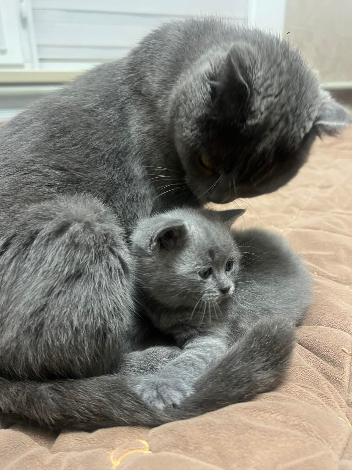 КОШЕННЯ БРИТАНЕЦЬ КОРОТКО ШЕРСТИЙ ПРЯМОВУХИЙ