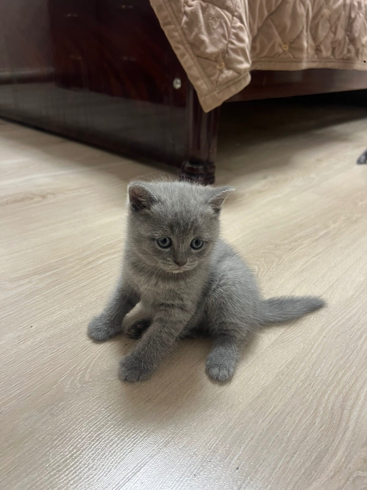 КОШЕННЯ БРИТАНЕЦЬ КОРОТКО ШЕРСТИЙ ПРЯМОВУХИЙ