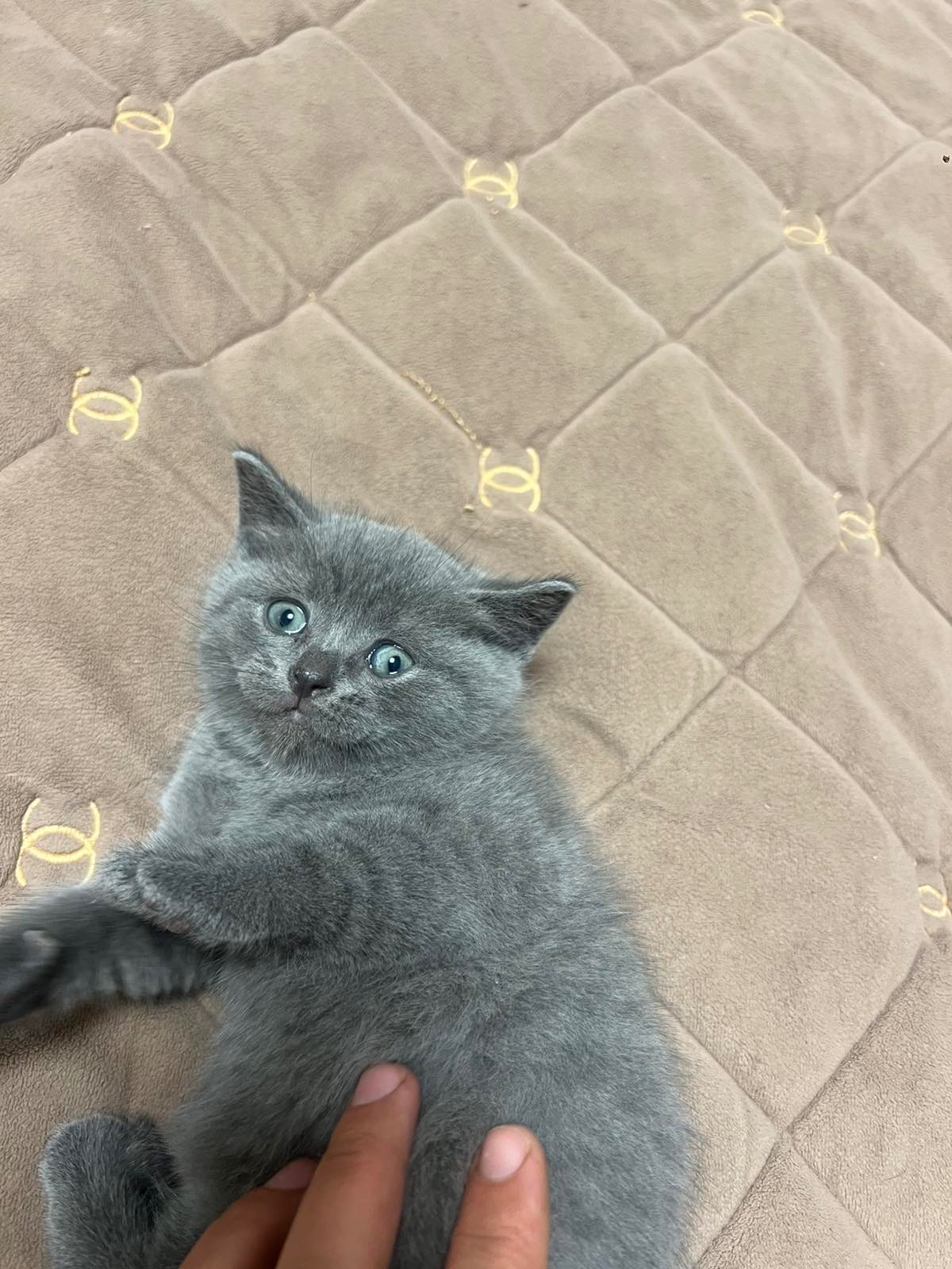 КОШЕННЯ БРИТАНЕЦЬ КОРОТКО ШЕРСТИЙ ПРЯМОВУХИЙ
