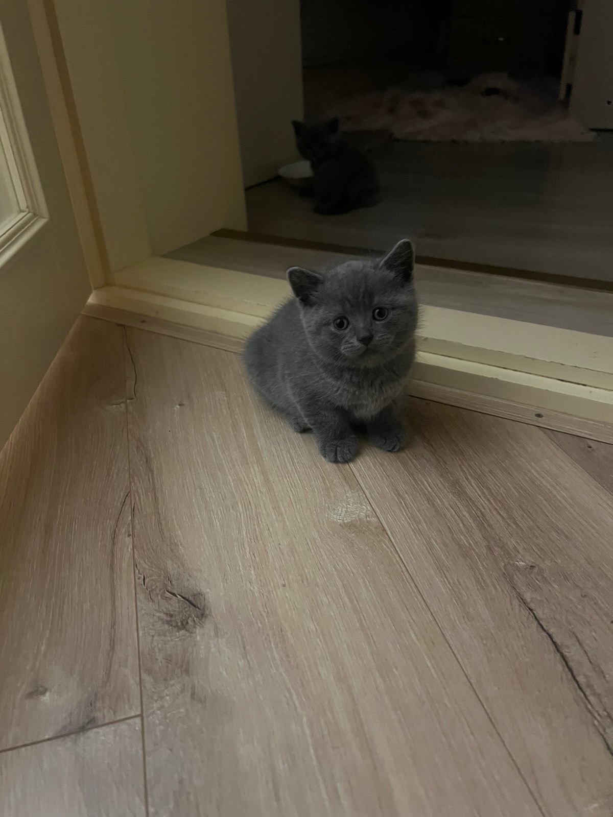 КОШЕННЯ БРИТАНЕЦЬ КОРОТКО ШЕРСТИЙ ПРЯМОВУХИЙ
