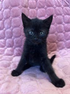 Кошеня, 2 місяці