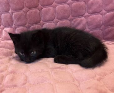 Кошеня, 2 місяці