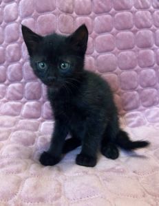 Кошеня, 2 місяці
