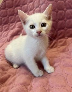 Кошеня, 2 місяці