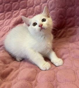 Кошеня, 2 місяці