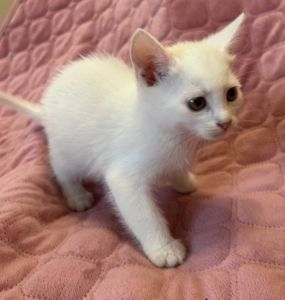 Кошеня, 2 місяці