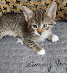 Кошеня дівчинка, 1,5 місяці