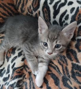 Кошеня хлопчик, 1,5 місяці
