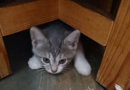 Кошеня дівчинка, 1,5 місяці