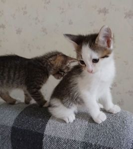 Кошеня дівчинка 1, 5 місяці