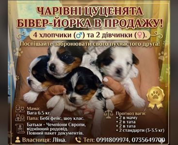 Предлагаются породистые малыши с отличной родословной