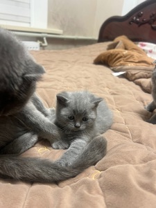 КОШЕННЯ БРИТАНЕЦЬ КОРОТКО ШЕРСТИЙ ПРЯМОВУХИЙ