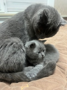 КОШЕННЯ БРИТАНЕЦЬ КОРОТКО ШЕРСТИЙ ПРЯМОВУХИЙ