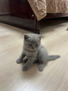 КОШЕННЯ БРИТАНЕЦЬ КОРОТКО ШЕРСТИЙ ПРЯМОВУХИЙ