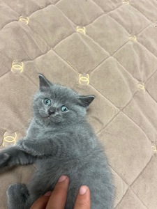КОШЕННЯ БРИТАНЕЦЬ КОРОТКО ШЕРСТИЙ ПРЯМОВУХИЙ