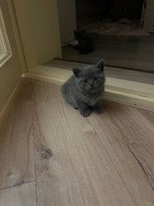 КОШЕННЯ БРИТАНЕЦЬ КОРОТКО ШЕРСТИЙ ПРЯМОВУХИЙ