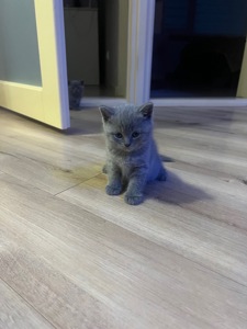 КОШЕННЯ БРИТАНЕЦЬ КОРОТКО ШЕРСТИЙ ПРЯМОВУХИЙ