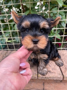 Хлопчик йорк