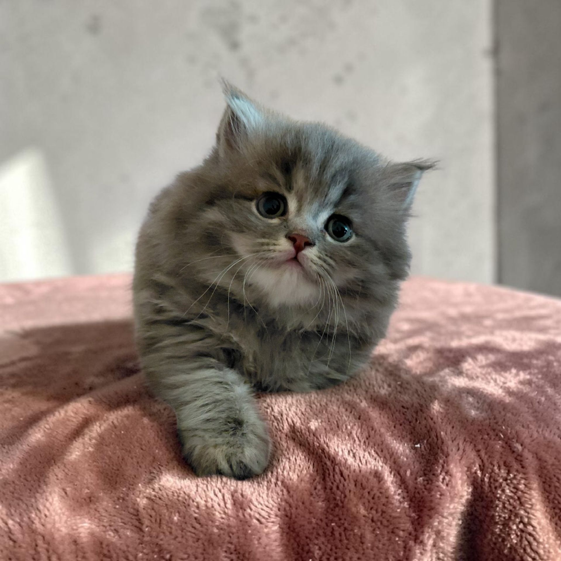 Кошенята шотландські
