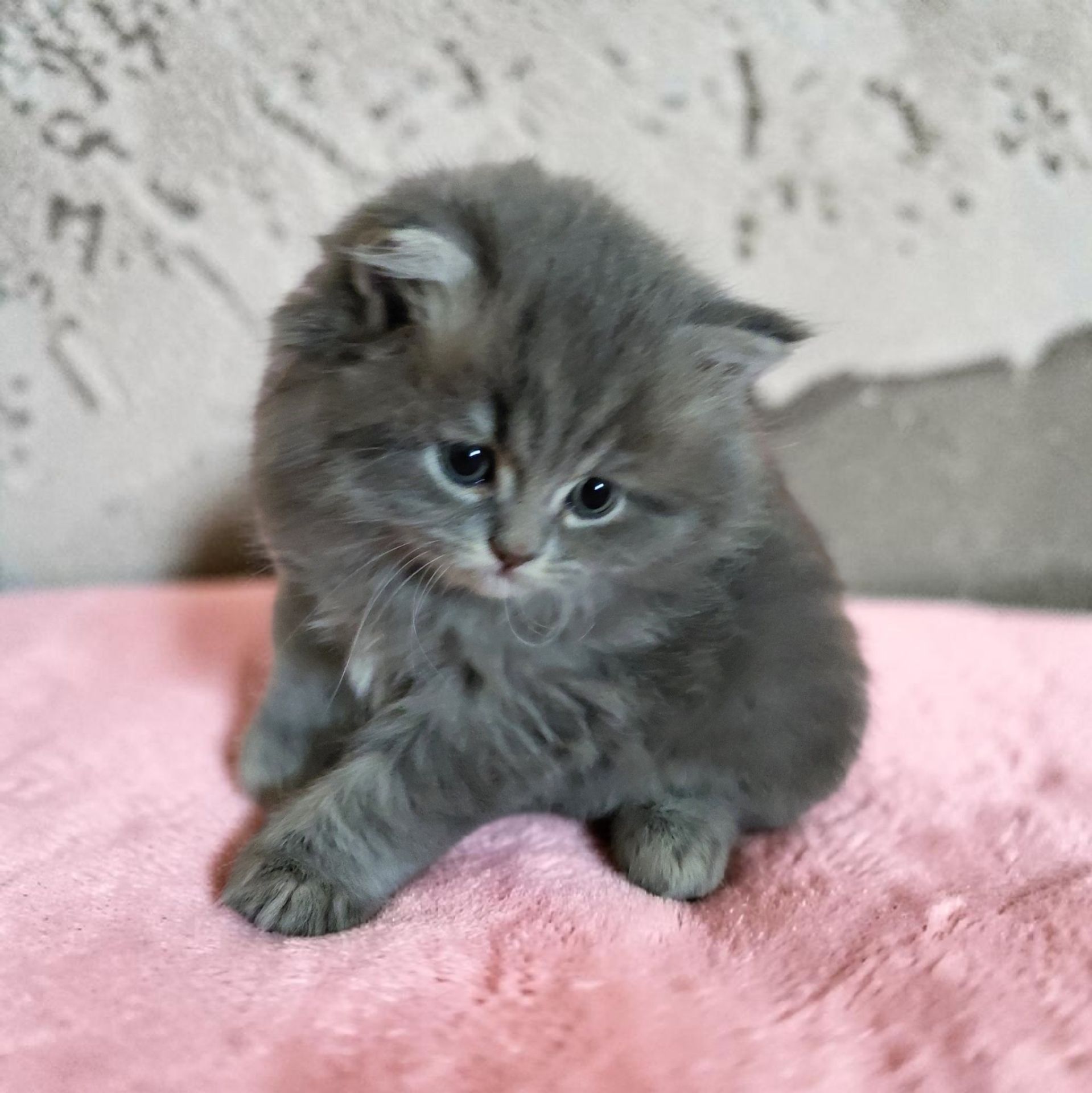 Кошенята шотландські