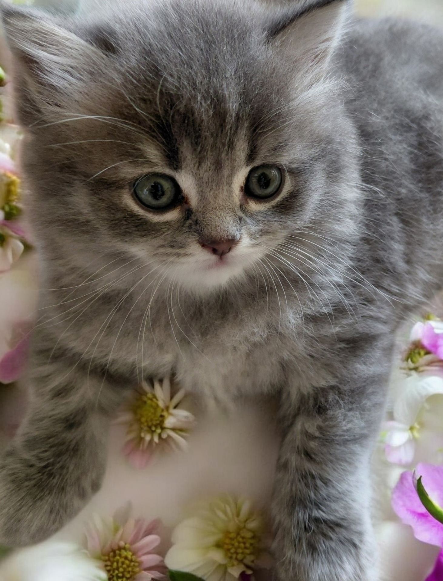 Кошенята шотландські