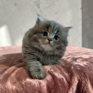 Кошенята шотландські