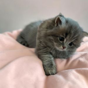 Кошенята шотландські