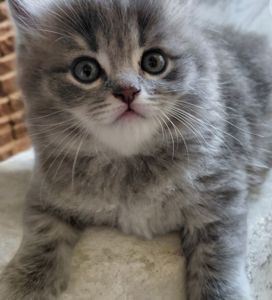 Кошенята шотландські