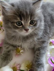 Кошенята шотландські