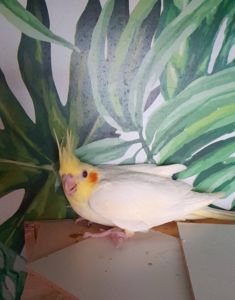 🌿 Продаются малыши корелл 🌿