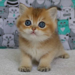 Британська Шиншила
