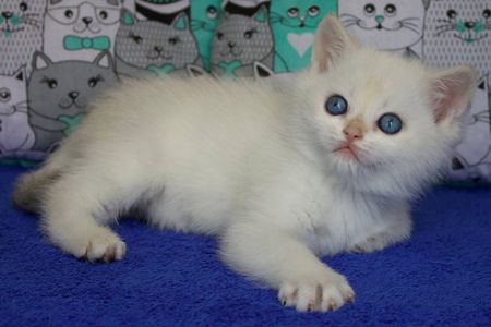 Британська Шиншила