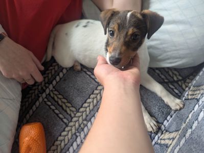 Цуценя джек рассела