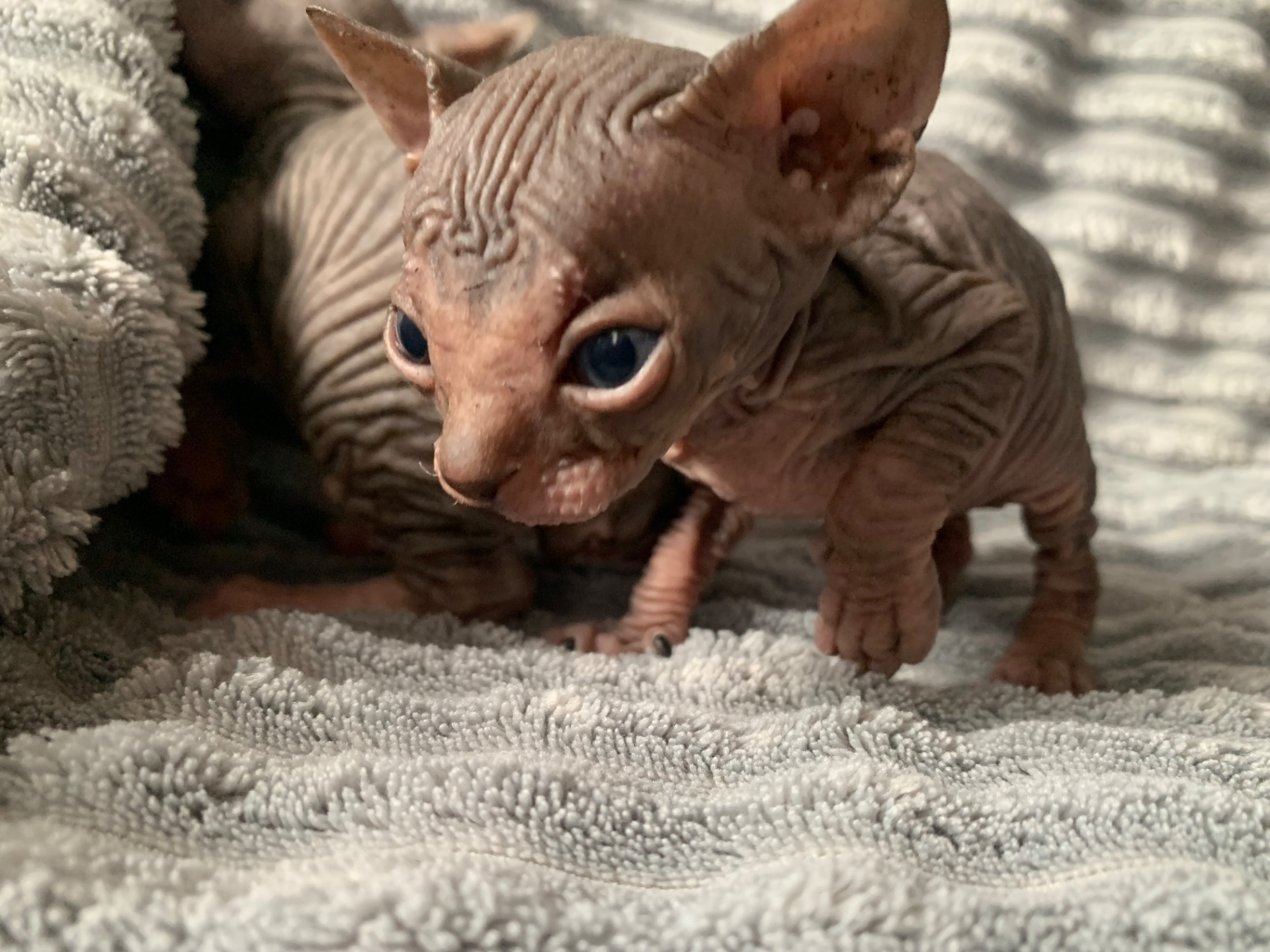 Котята канадского сфинкса