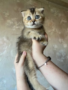 Котята вислоухие