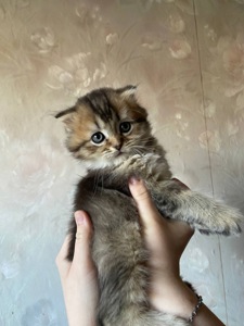 Котята вислоухие